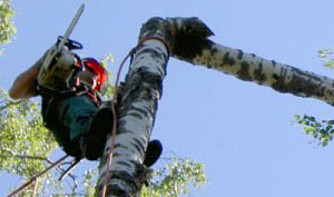 Metsäpalvelu KM Forest: Pihapuun kaato kiiveten